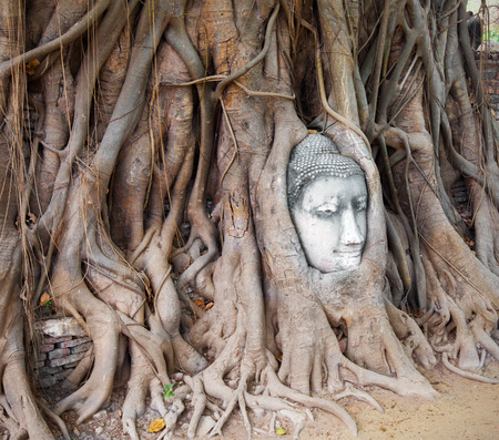 Head of sandstone buddha in the bodhi tree rootsの写真素材