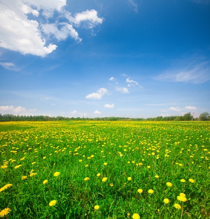 Yellow flowers hill under blue cloudy skyの写真素材