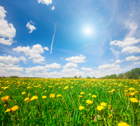 Yellow flowers hill under blue cloudy skyの写真素材