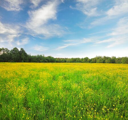 Yellow flowers hill under blue cloudy skyの写真素材