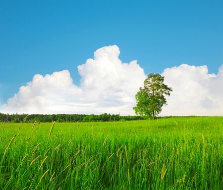 beautiful green field and treeの写真素材