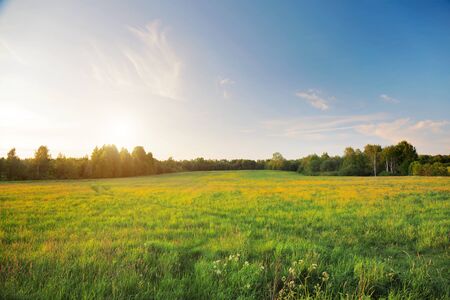 beautiful field at sunset timeの写真素材