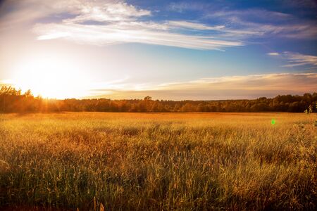 beautiful sunset and green fieldの写真素材