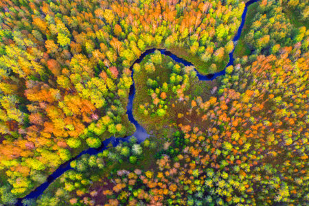Aerial view of river and autumn forest