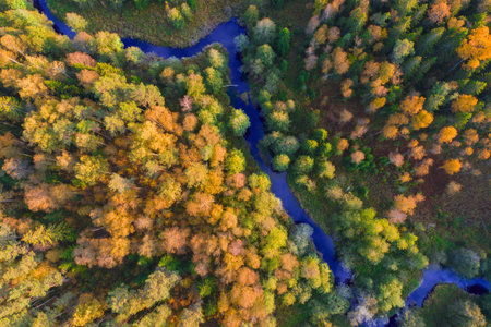 Aerial view of river and autumn forest