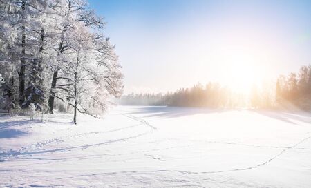 Beautiful Winter park and sunの写真素材