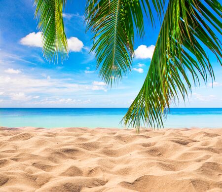 tropical beach with coconut palmの写真素材