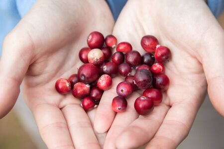 Woman hands holding ripe red cranberriesの写真素材