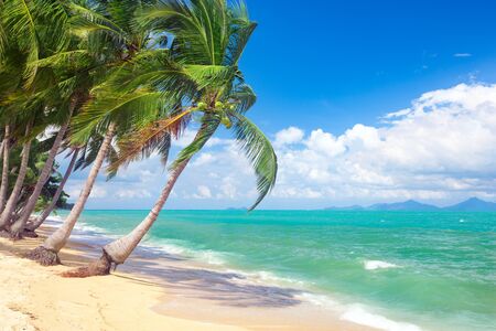 beach and coconut palm treesの写真素材