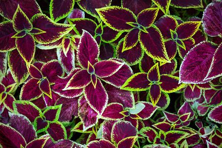 Decorative Coleus Flower Leaves Backgroundの写真素材