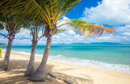 beach and coconut palm trees. Koh Samui, Thailandの写真素材