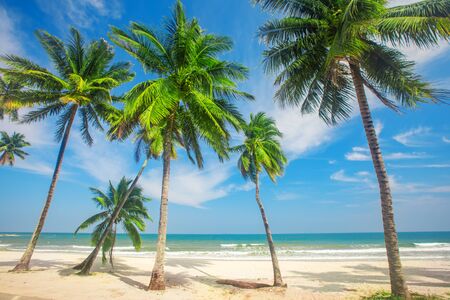 beautiful tropical beach with coconut palm treesの写真素材
