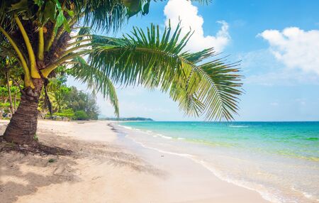 beach and coconut palm treesの写真素材