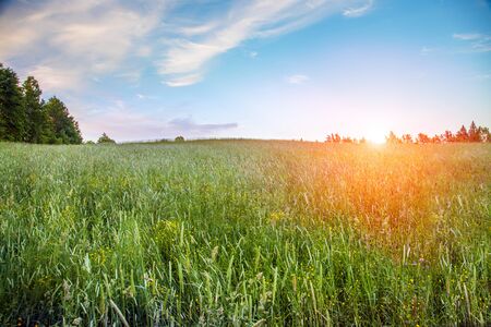 Summer green field at sunset timeの写真素材