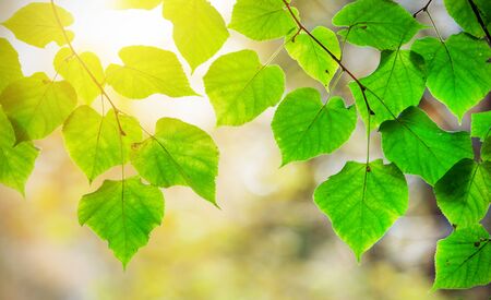 Beautiful green leaves and sunの写真素材