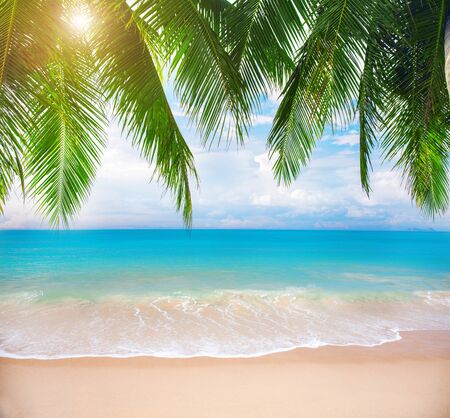 tropical beach with coconut palmの写真素材