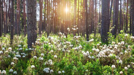Rhododendron groenlandicum or Ledum palustre in spring forestの写真素材