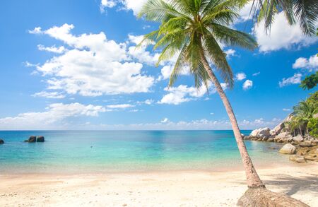 beach and coconut palm treeの写真素材
