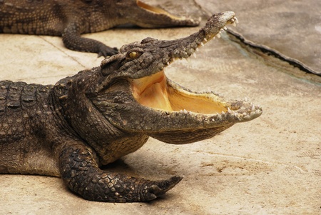 Crocodile in the farm Smutprakarn Thailandの写真素材