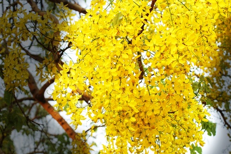 National tree of Thailand Golden Shower Tree Art Printの写真素材