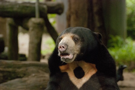 A big black bear in the forestの写真素材