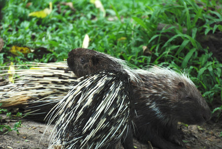 A pair of porcupine in the forestの写真素材