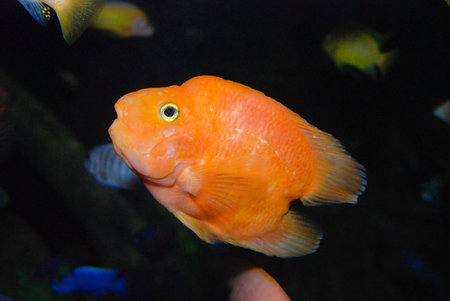 The big red parrot fish in waterの写真素材