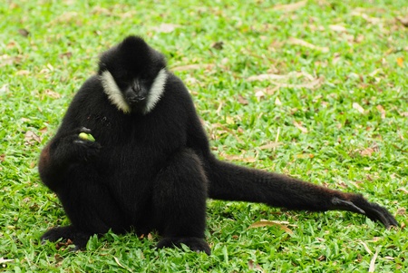 The White Cheeked Gibbon or Lar Gibbon の写真素材