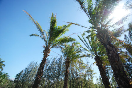 The Palm tree with sky in Thailand 