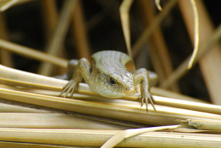 Closeup of a young iguana in natural environment