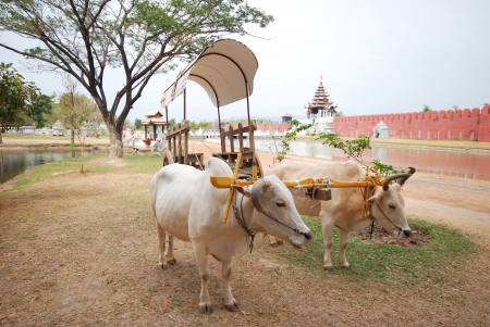 The oxen pulling ox cart in Kanjanaburi Thailandの写真素材