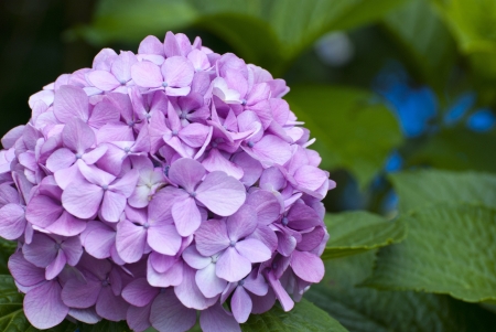 The blue Hydrangea flower in the Japanの写真素材
