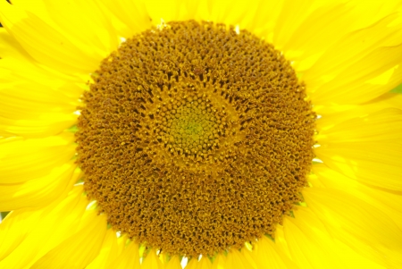 The sunflower close up on the morning timeの写真素材