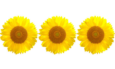 The beautiful yellow Sunflower on the white backgroundの写真素材