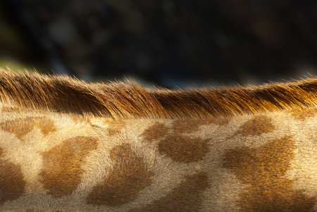 Giraffe pattern in the zoo in Thailand