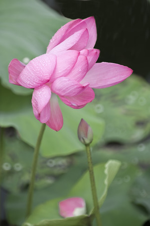 lotusの写真素材