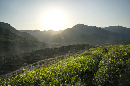 Green tea plantations in springの写真素材