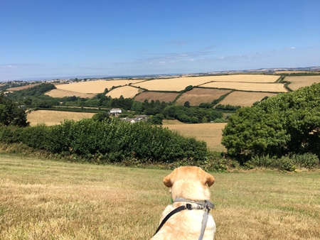 Dog looking across Devon hillsの写真素材