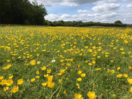 Field of buttercups in England under cloudy summer skyのeditorial素材