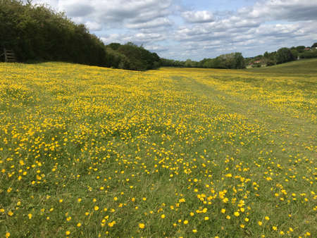 Field of buttercups in England under cloudy summer skyのeditorial素材