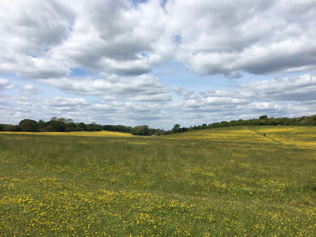 Field of buttercups in England under cloudy summer skyのeditorial素材