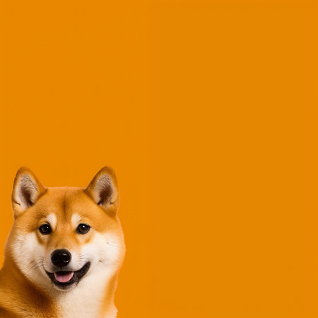 A happy and funny dog looking in front, neutral backgroundの素材