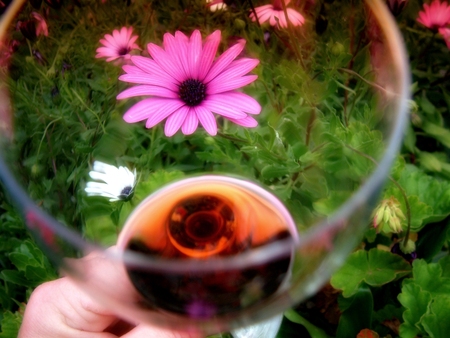 Sipping Glass of Shiraz Red Wine Garden Flower Theme in Spring Time in sunny gardenの写真素材