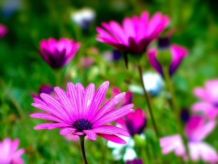 Flower theme in spring time featuring pretty floral ensemble of purple and violet flowersの写真素材