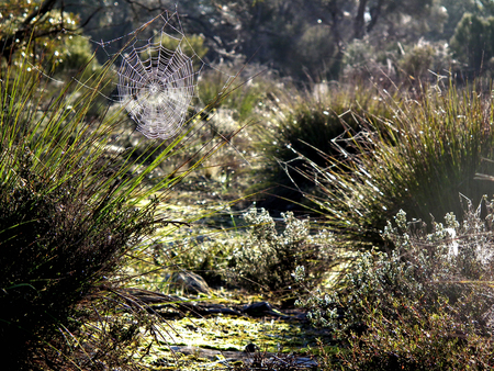 Multiple spiders webs in rural environmentの写真素材