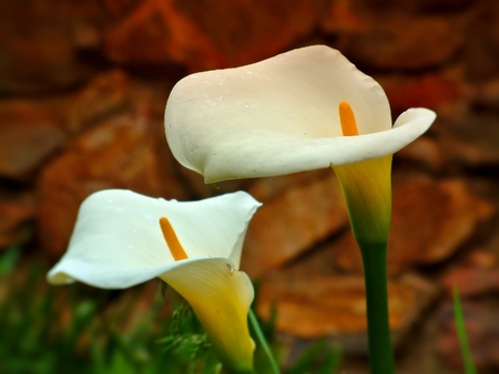 Flower theme Iris whiteの写真素材