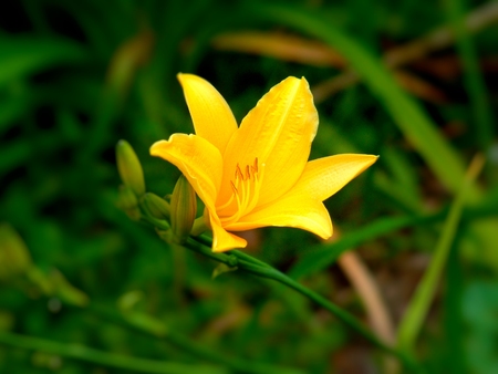Flower theme featuring bright yellow smaller iris in Spring Time in garden bedの写真素材