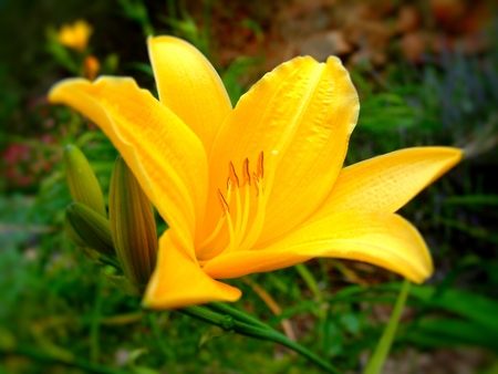 Flower theme featuring bright yellow iris in Spring Timeの写真素材