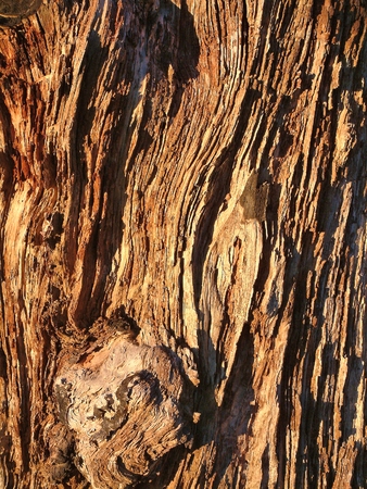 Texture with very old wooded tree timber with patterned grain from the  interior of a large tree log from a forest. の写真素材