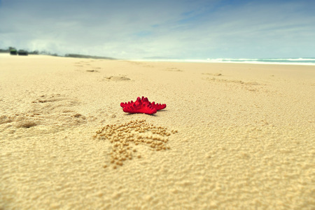 Red Starfish on Beach Backgroundの写真素材